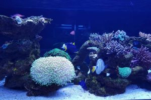 معرفی آکواریوم کیش