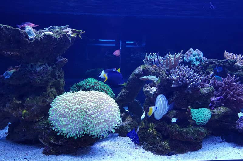 معرفی آکواریوم کیش