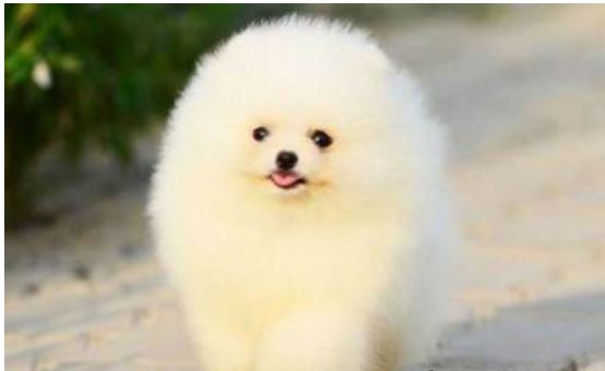 رفع بوی حیوانات خانگی با چند ترفند ساده