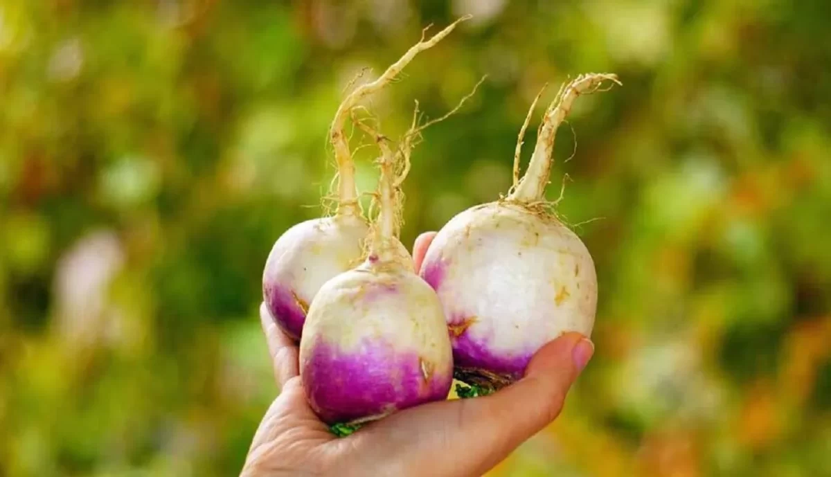 پخت شلغم در شیشه، کیسه فریزر و سبد استیل