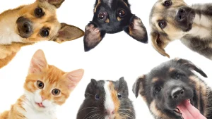 نکاتی برای نگهداری حیوانات خانگی