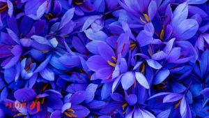 خرید زعفران اصل با کیفیت از زرچین